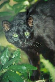 Geoffroys cat