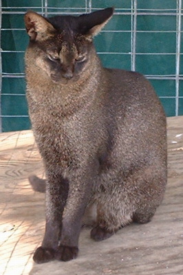 Black store jungle cat