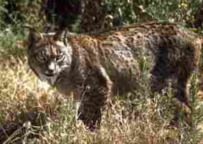 Iberian Lynx