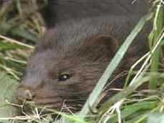 mink